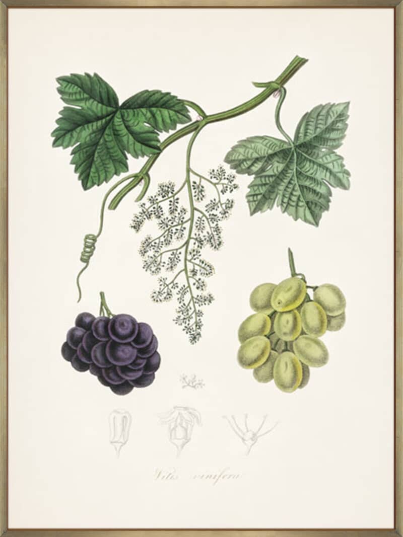 Common Grape Vine (vitis Vinifera) Medical Botany - Canvas Gallery Champagne