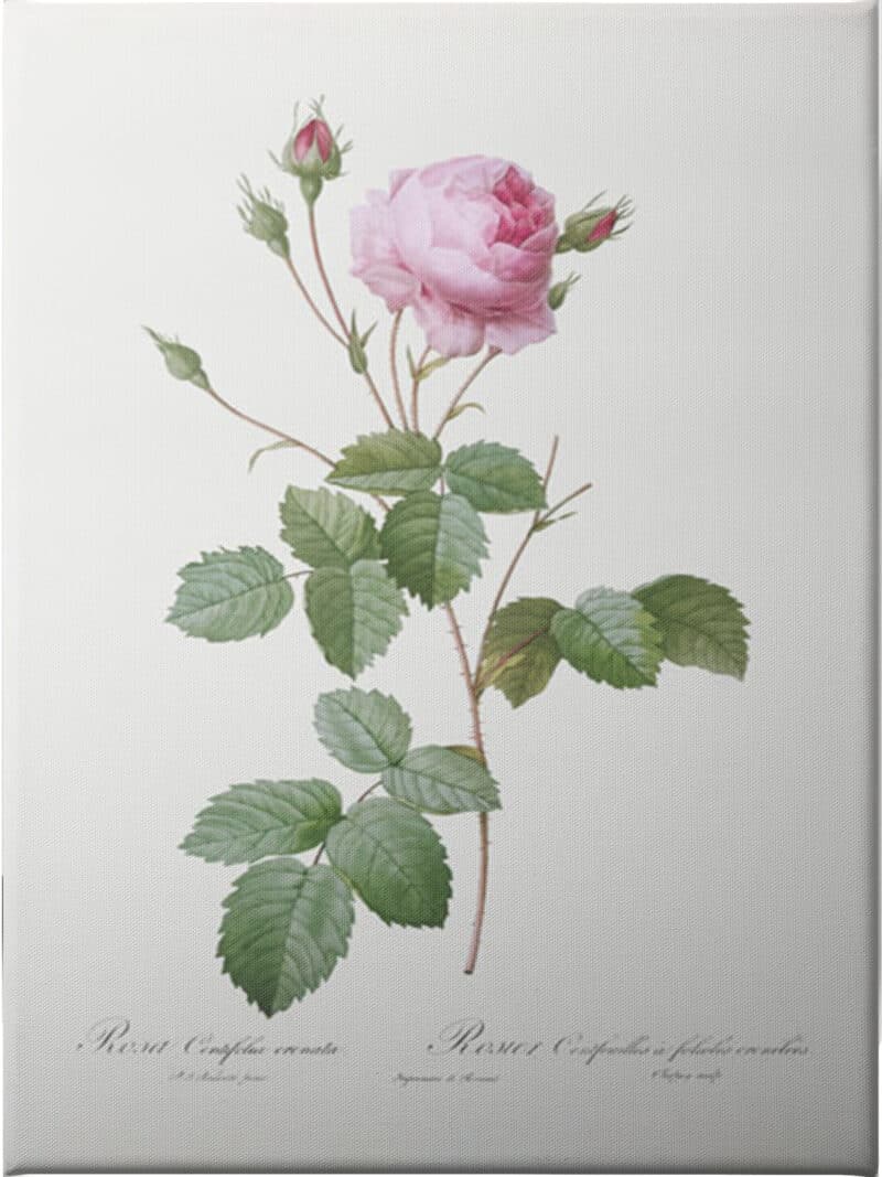 Crenate Leaved Cabbage Rose - Unframed Canvas Unframed Canvas