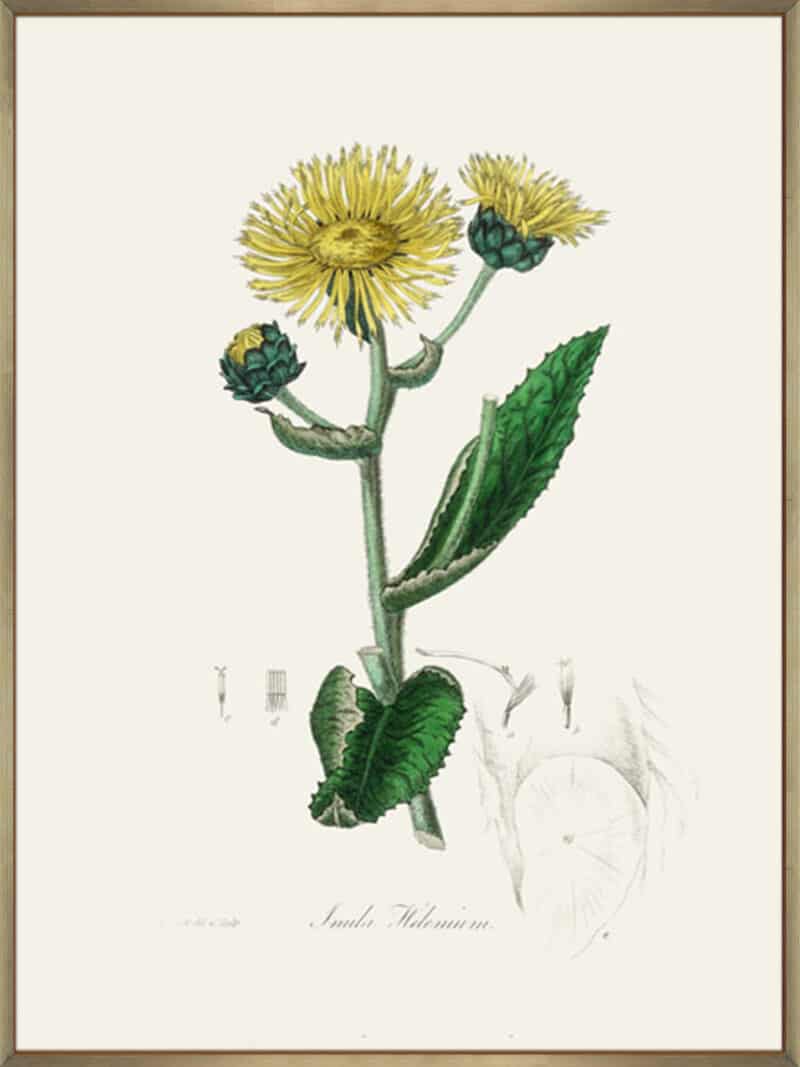 Elecampane (inula Helenium) Medical Botany - Canvas Gallery Champagne