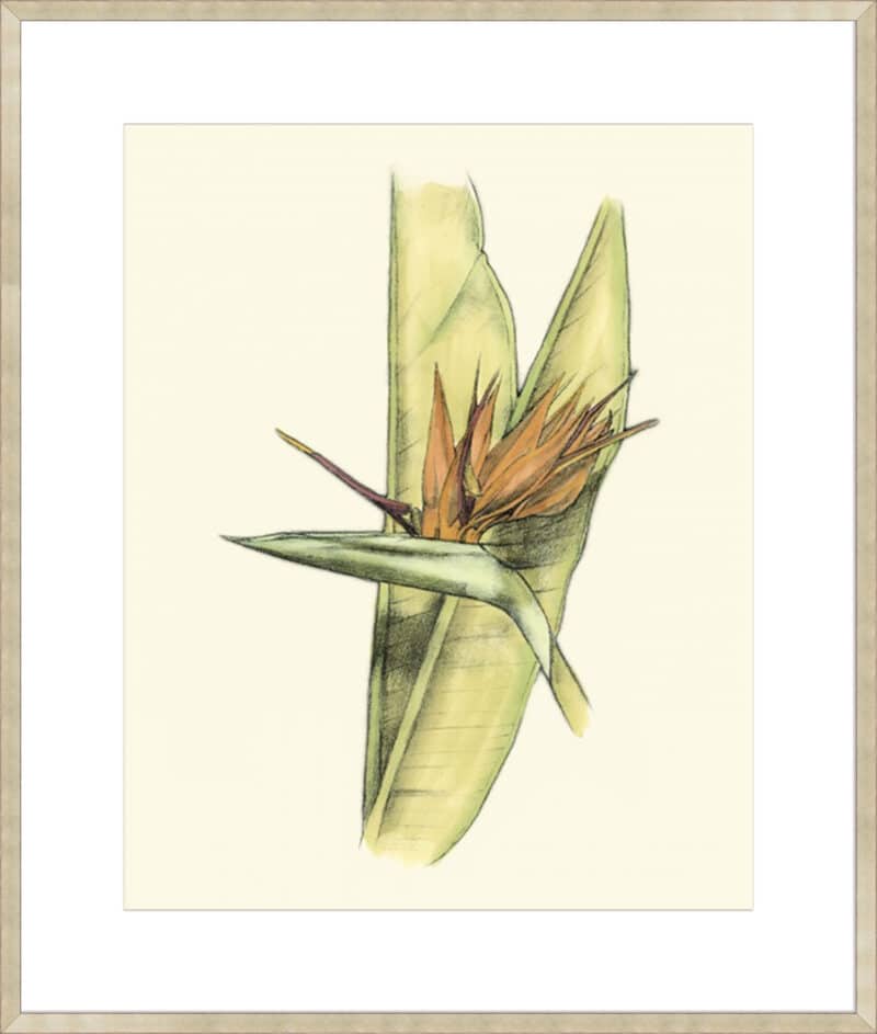 elegant tropics ii   10cm mount board sm. box champagne