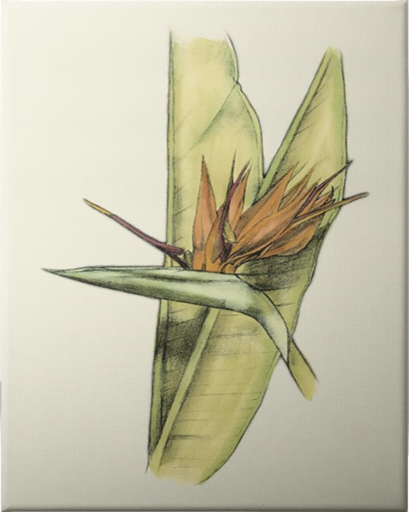 elegant tropics ii   unframed canvas unframed canvas