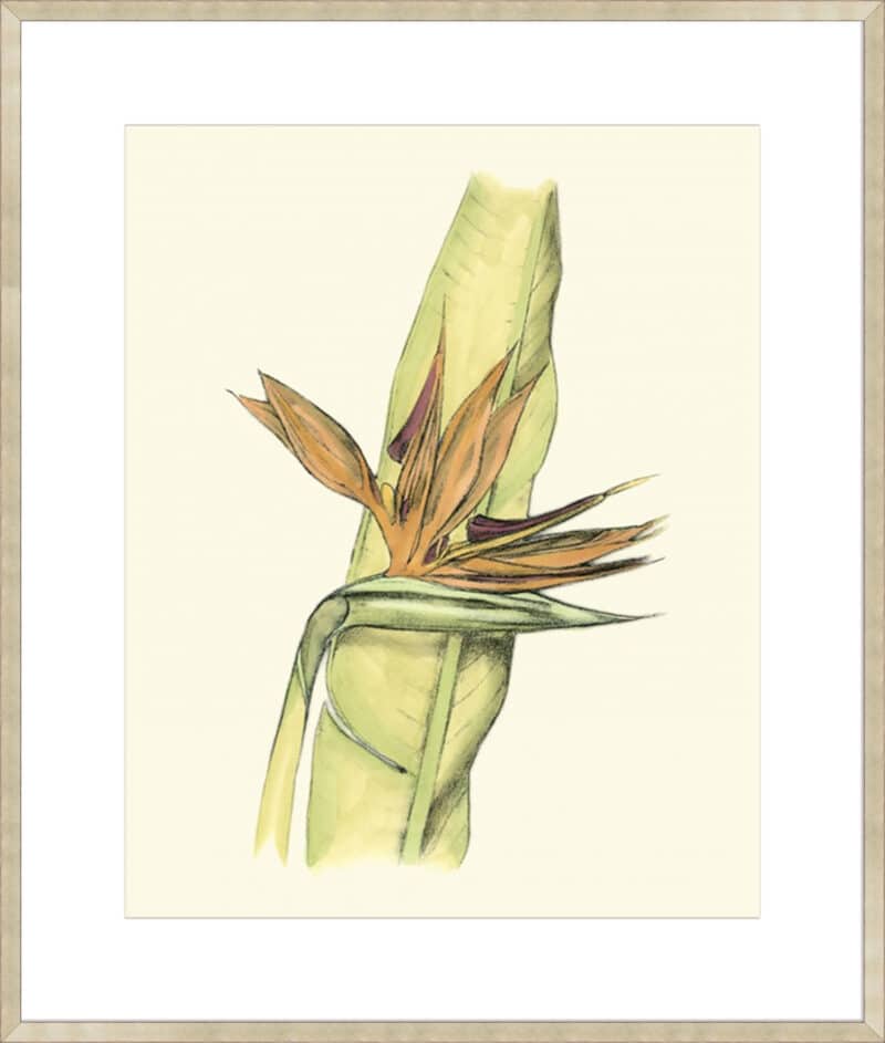 elegant tropics i   10cm mount board sm. box champagne