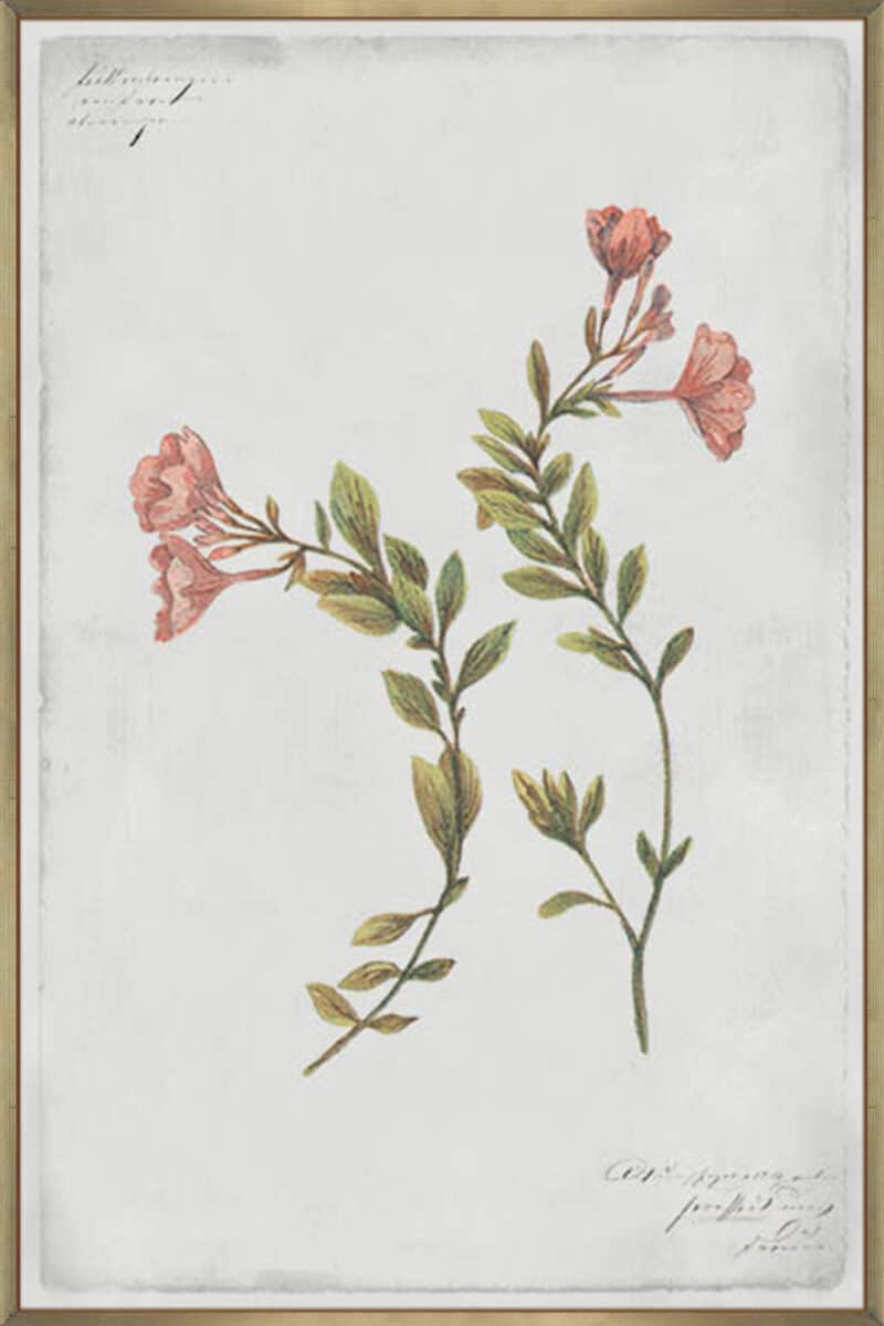 Epilobium Rigidum - Canvas Gallery Champagne