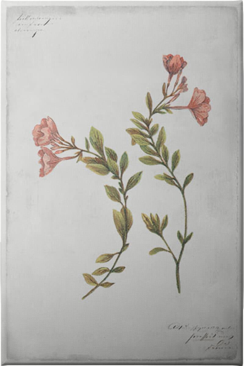 Epilobium Rigidum - Unframed Canvas Unframed Canvas