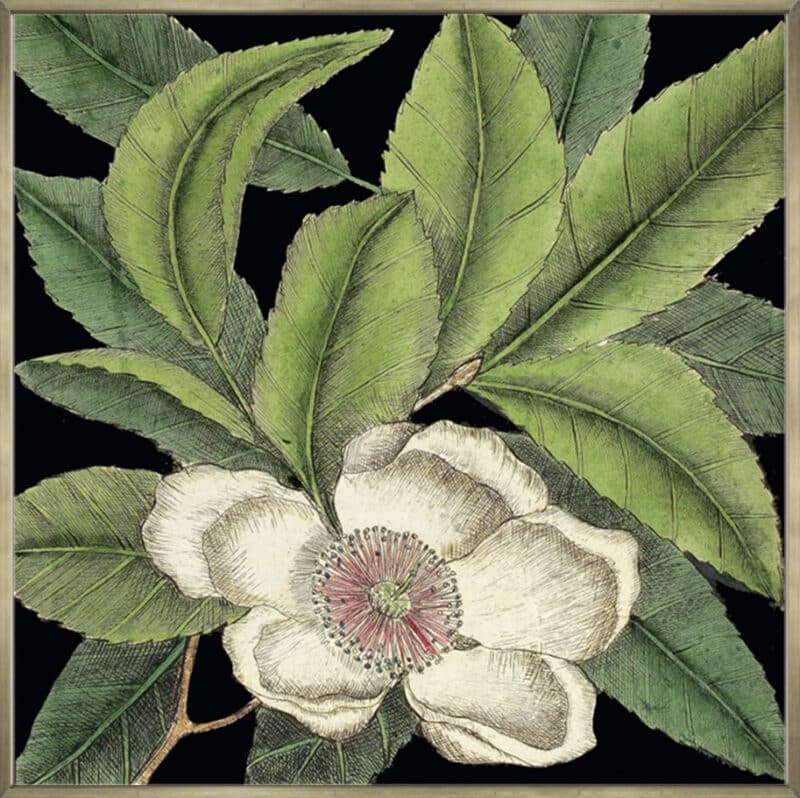 Graphic Botanical Mini IV - Canvas Gallery Champagne