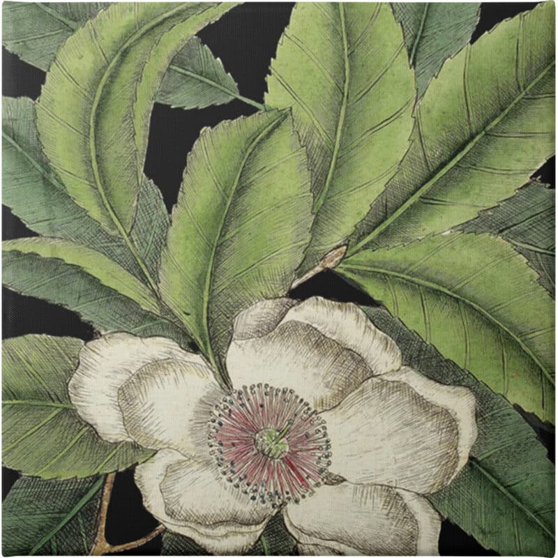 Graphic Botanical Mini IV - Unframed Canvas Unframed Canvas