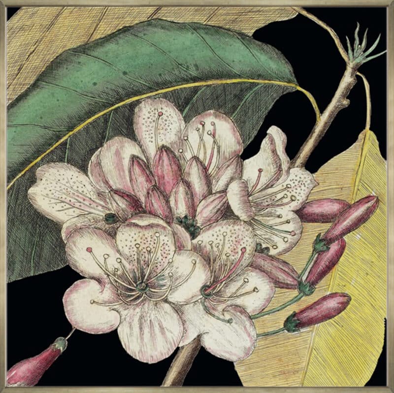 Graphic Botanical Mini VI - Canvas Gallery Champagne