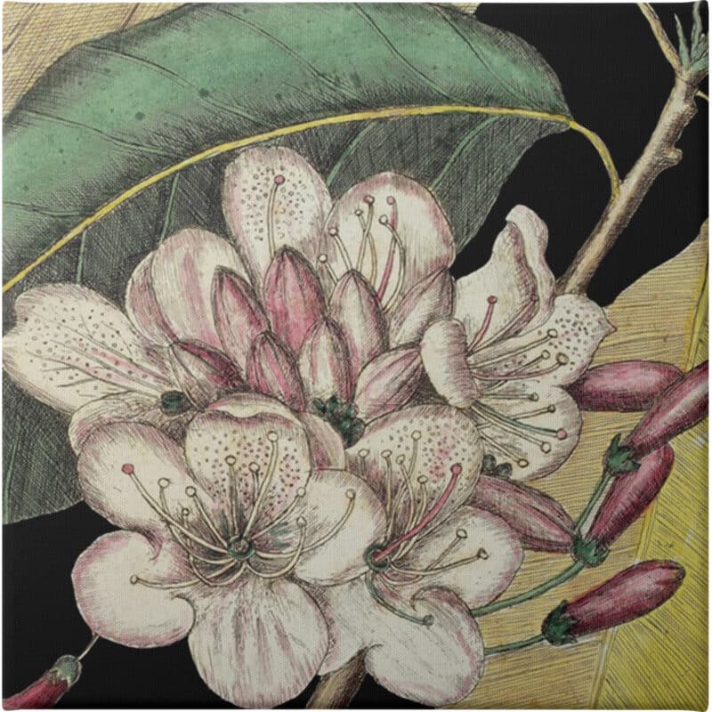 Graphic Botanical Mini VI - Unframed Canvas Unframed Canvas