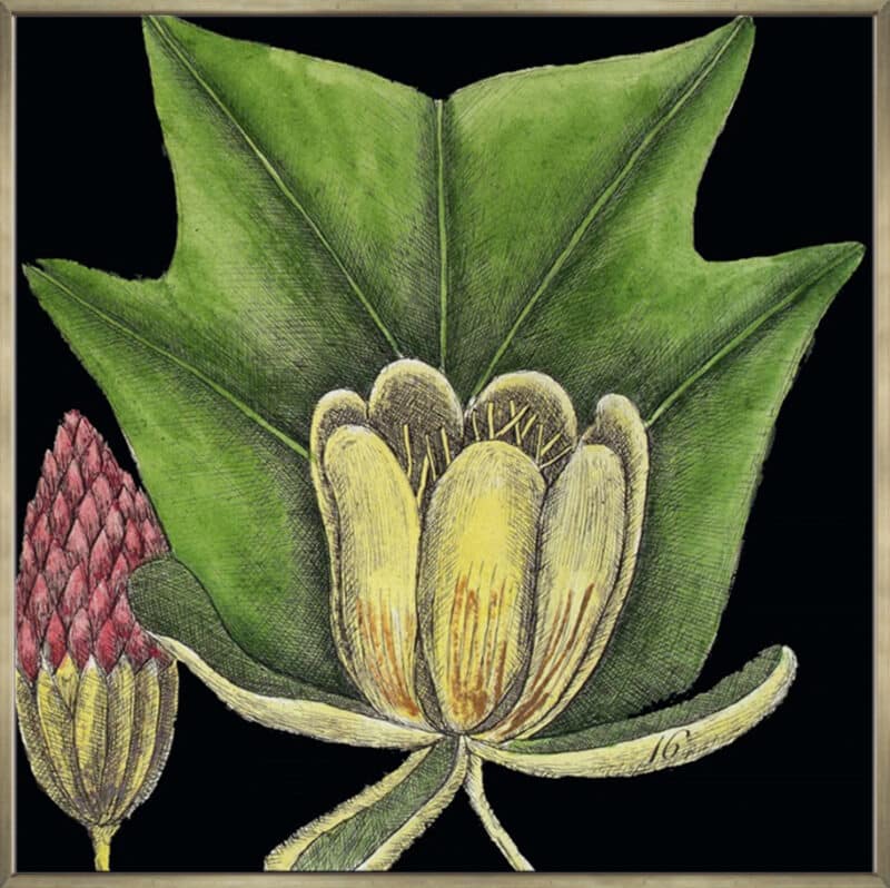 Graphic Botanical Mini XII - Canvas Gallery Champagne