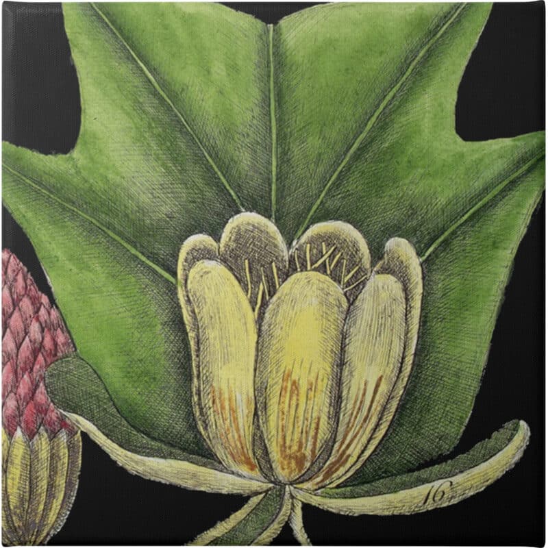 Graphic Botanical Mini XII - Unframed Canvas Unframed Canvas