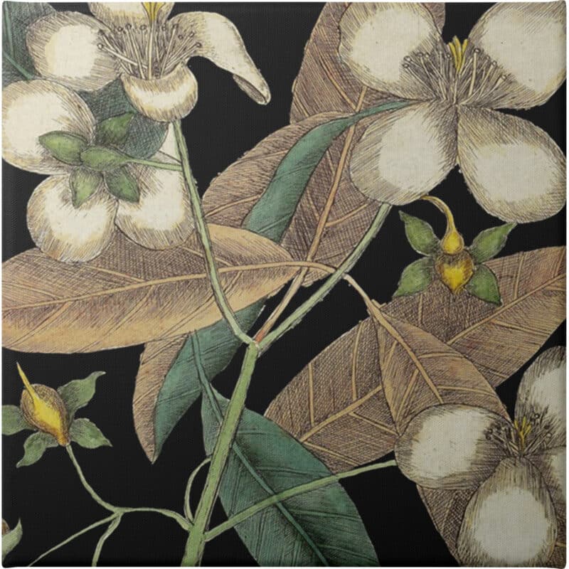 Graphic Botanical Mini XIX - Unframed Canvas Unframed Canvas