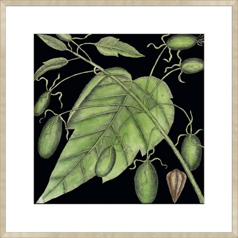 Graphic Botanical Mini XI - 10cm Mount Board Sm. Box Champagne