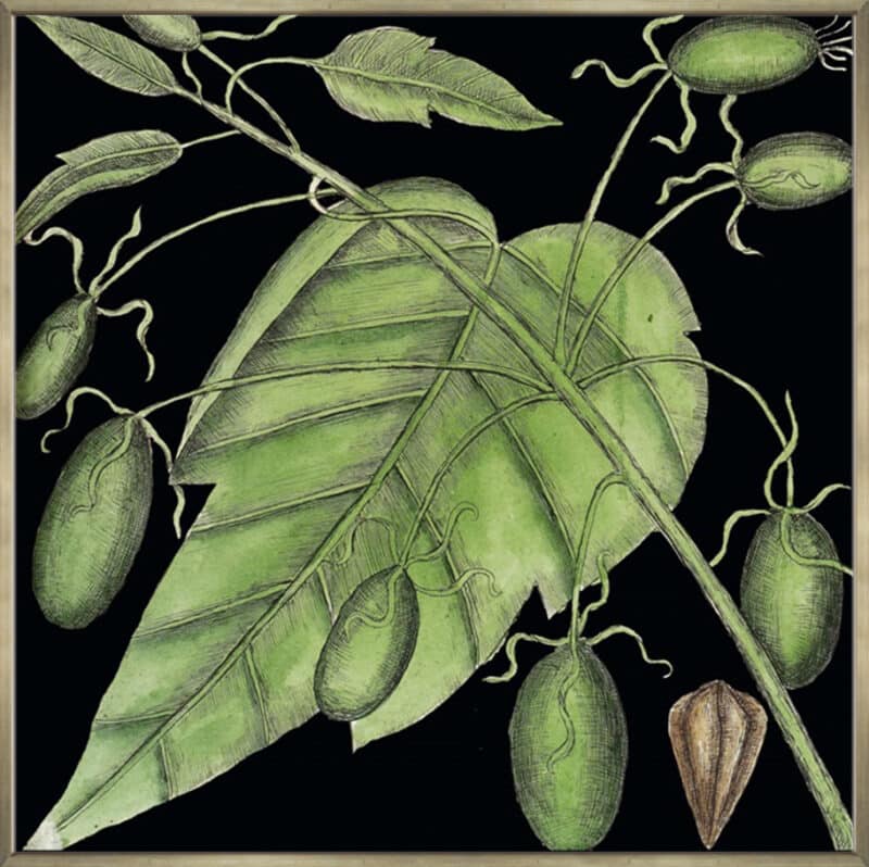 Graphic Botanical Mini XI - Canvas Gallery Champagne