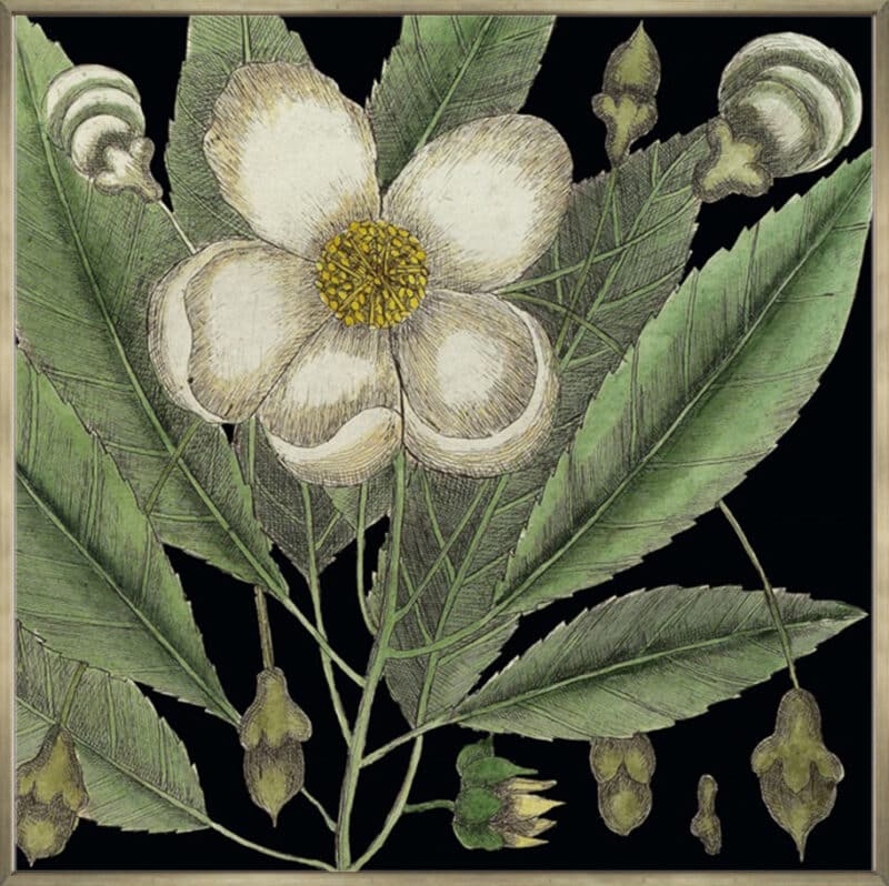 Graphic Botanical Mini XVIII - Canvas Gallery Champagne