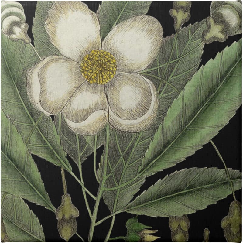 Graphic Botanical Mini XVIII - Unframed Canvas Unframed Canvas