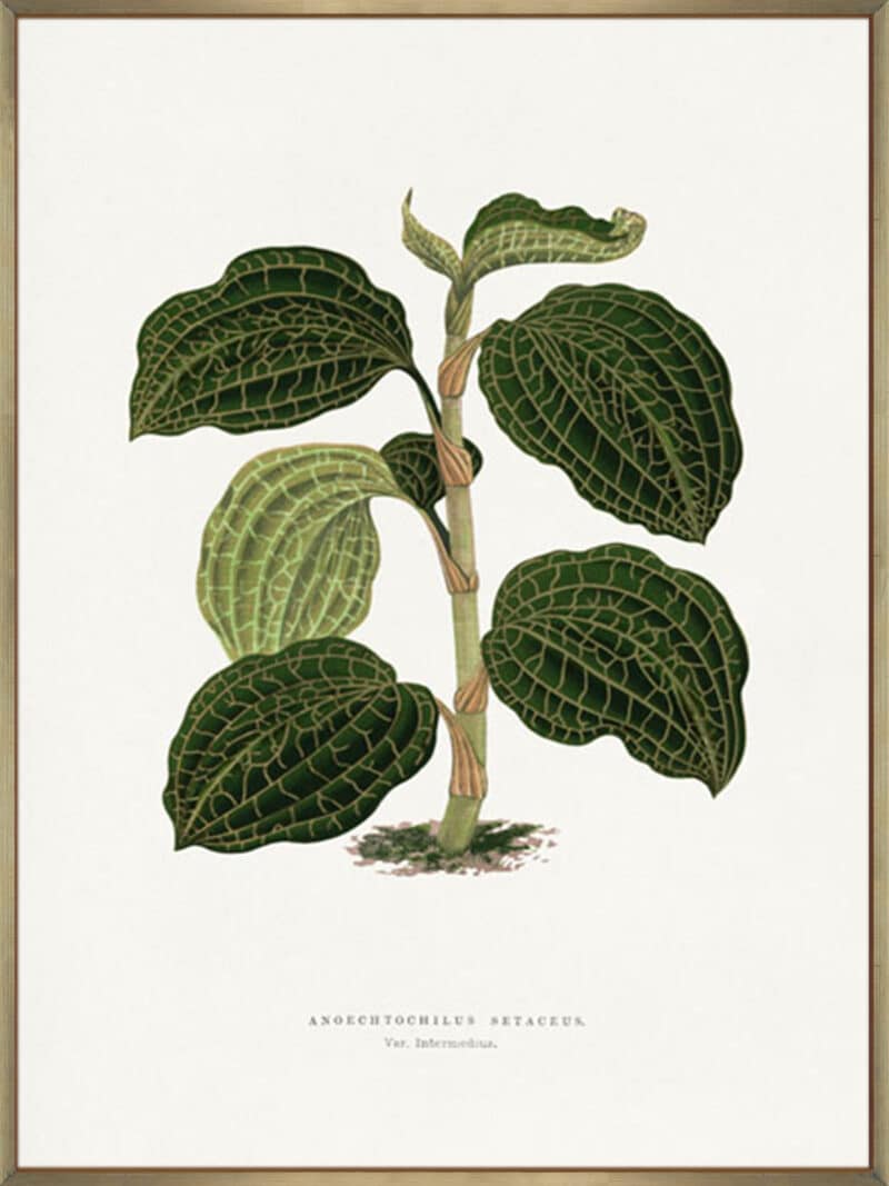 Green Anoechtochilus Setaceus Leaf - Canvas Gallery Champagne