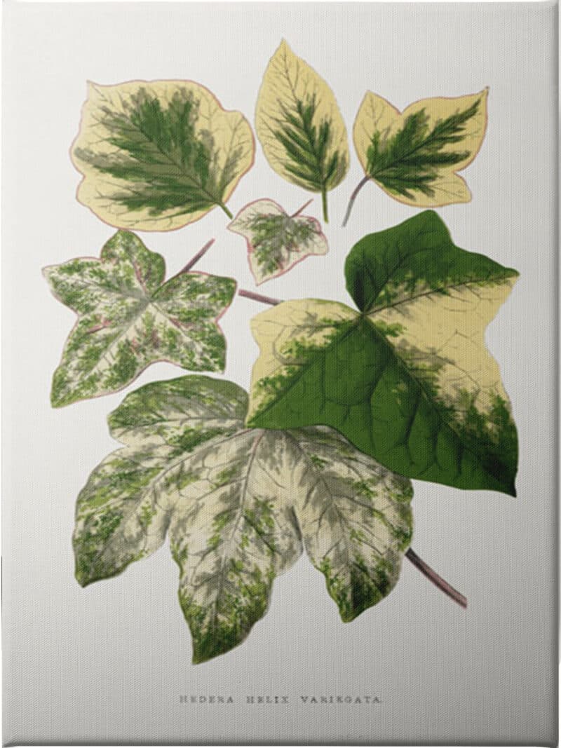 Green Leaf - Unframed Canvas Unframed Canvas