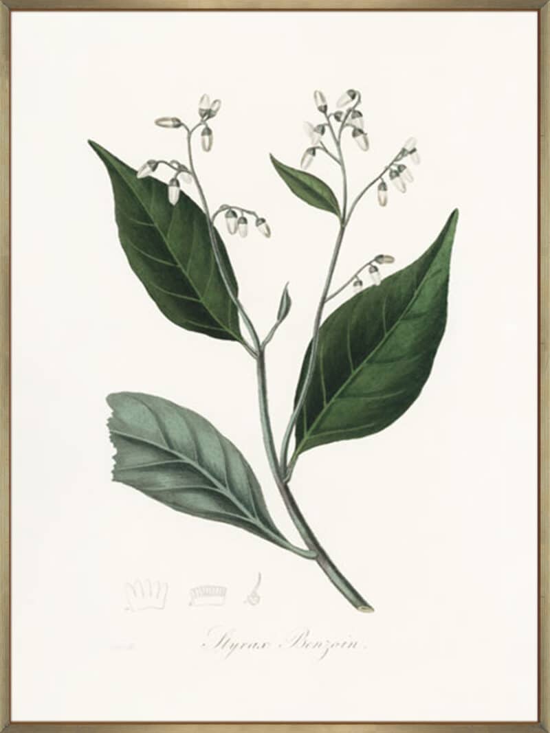 Gum Benjamin Tree (styrax Benzoin Medical Botany - Canvas Gallery Champagne
