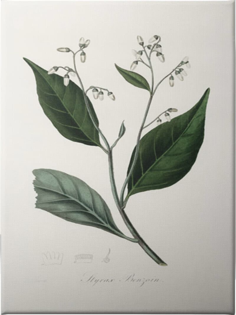 Gum Benjamin Tree (styrax Benzoin Medical Botany - Unframed Canvas Unframed Canvas