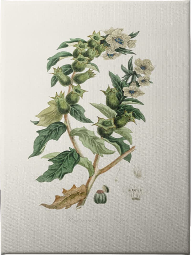 Henbane (hyoscyamus Niger) Medical Botany - Unframed Canvas Unframed Canvas