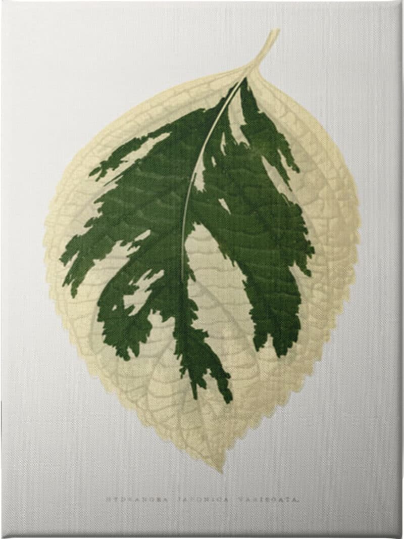 Hydrangea Japonica Variegata Leaf - Unframed Canvas Unframed Canvas