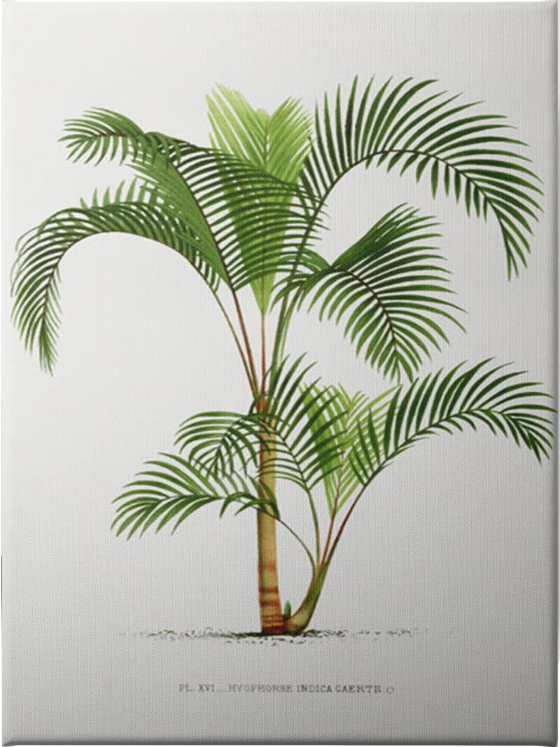 Hyophorbe I - Unframed Canvas Unframed Canvas