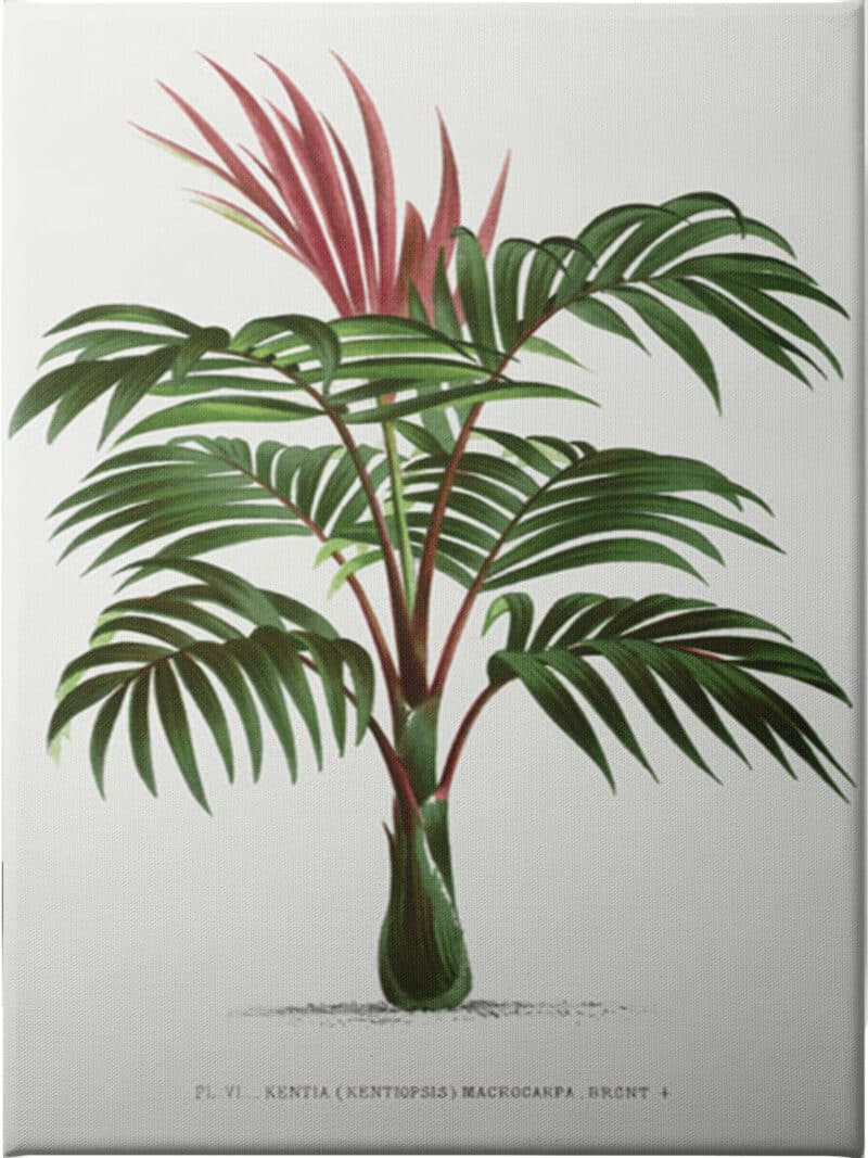 Kentiopsis - Unframed Canvas Unframed Canvas