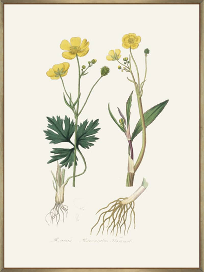 Lesser Spearwort (ranunculus Flammula) Medical Botany - Canvas Gallery Champagne
