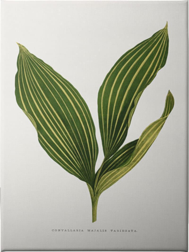 Lily of the Valley Leaf - Unframed Canvas Unframed Canvas