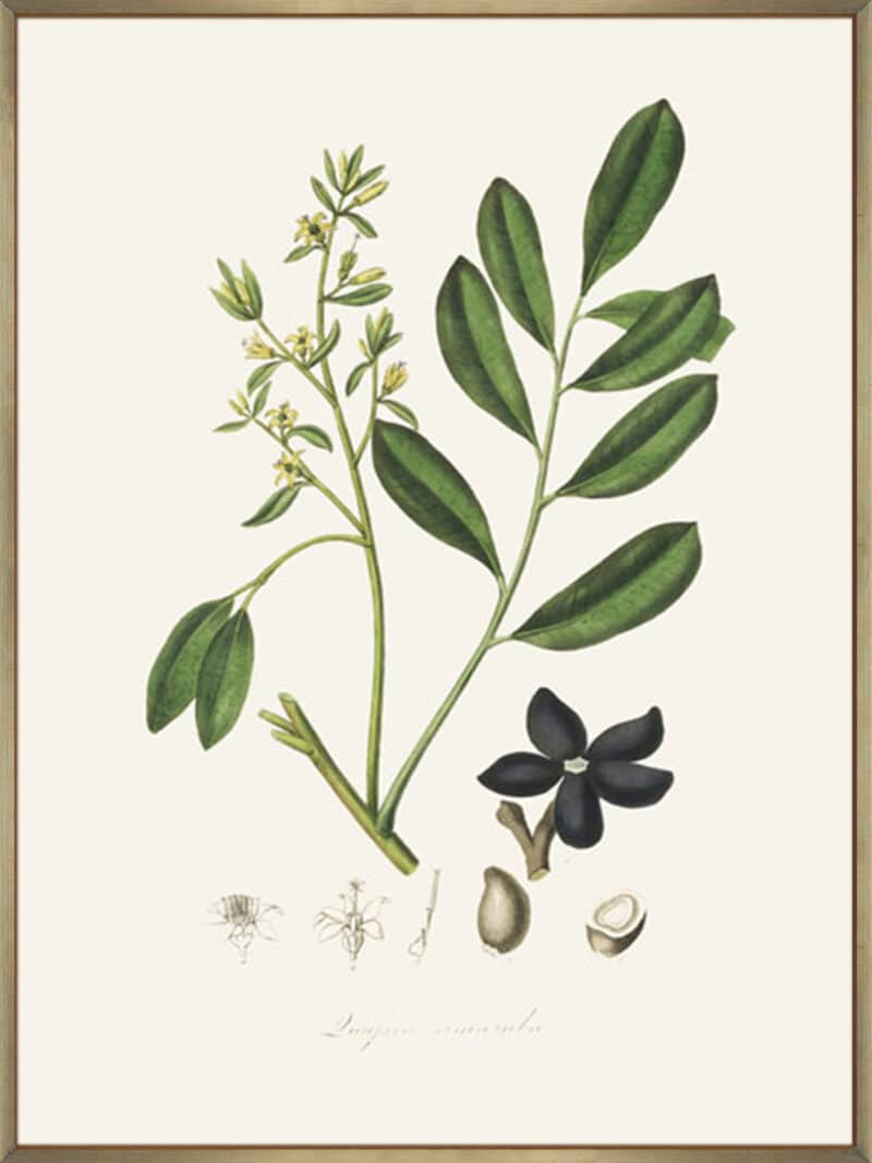 Lualsia Simarula Medical Botany - Canvas Gallery Champagne