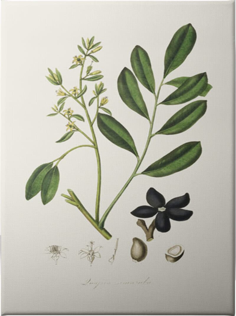 Lualsia Simarula Medical Botany - Unframed Canvas Unframed Canvas