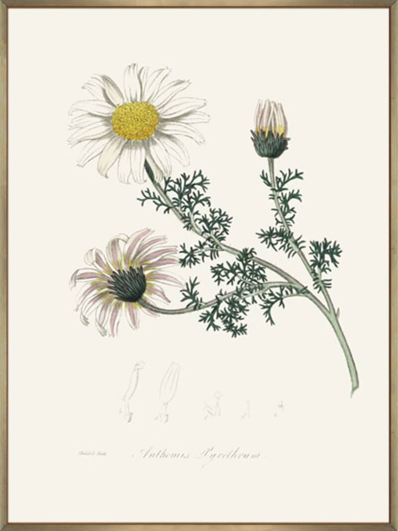 Mount Atlas Daisy (anthemis Pyrethrum) Medical Botany - Canvas Gallery Champagne