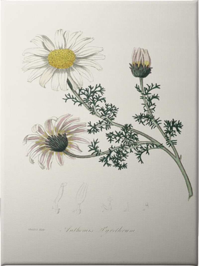 Mount Atlas Daisy (anthemis Pyrethrum) Medical Botany - Unframed Canvas Unframed Canvas
