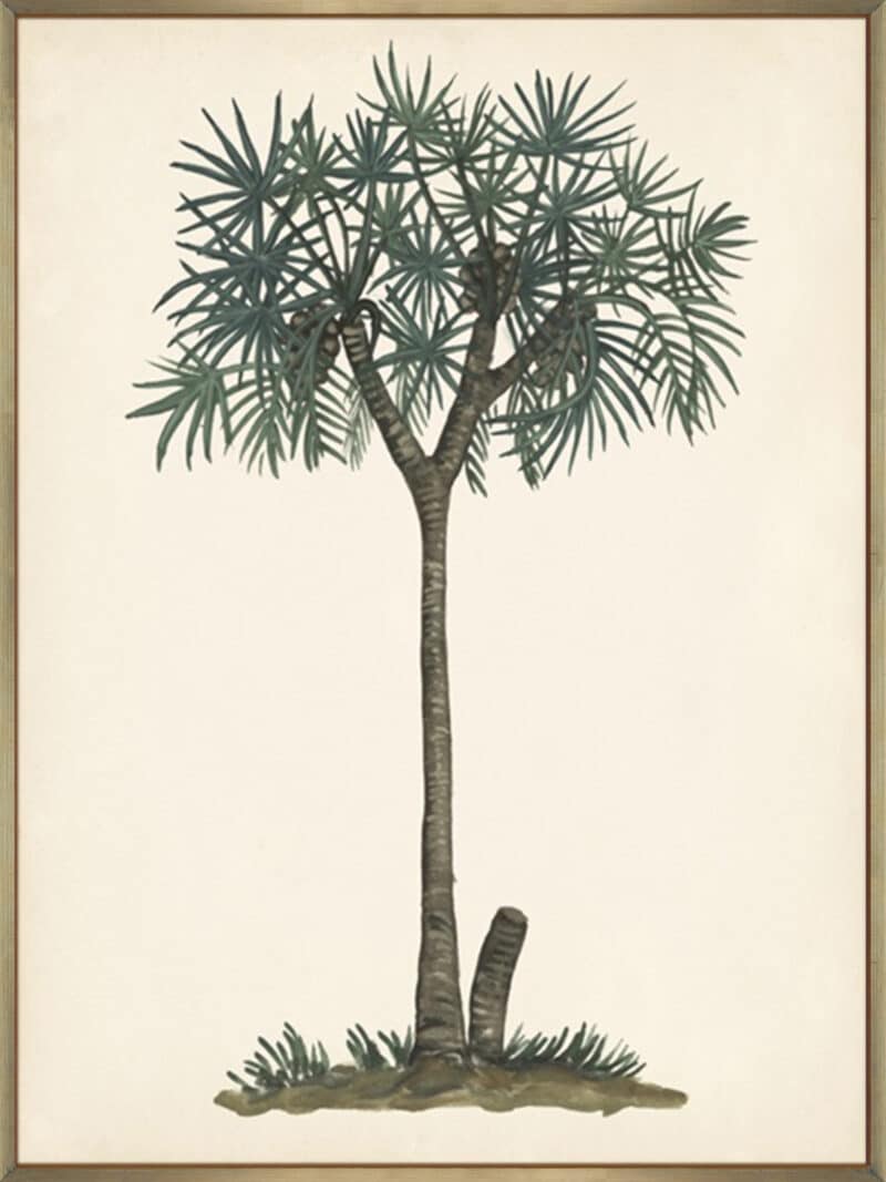 Palm Tree Study III - Canvas Gallery Champagne