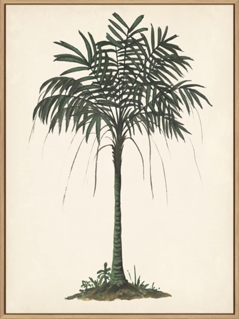 Palm Tree Study II - Canvas Gallery Natural