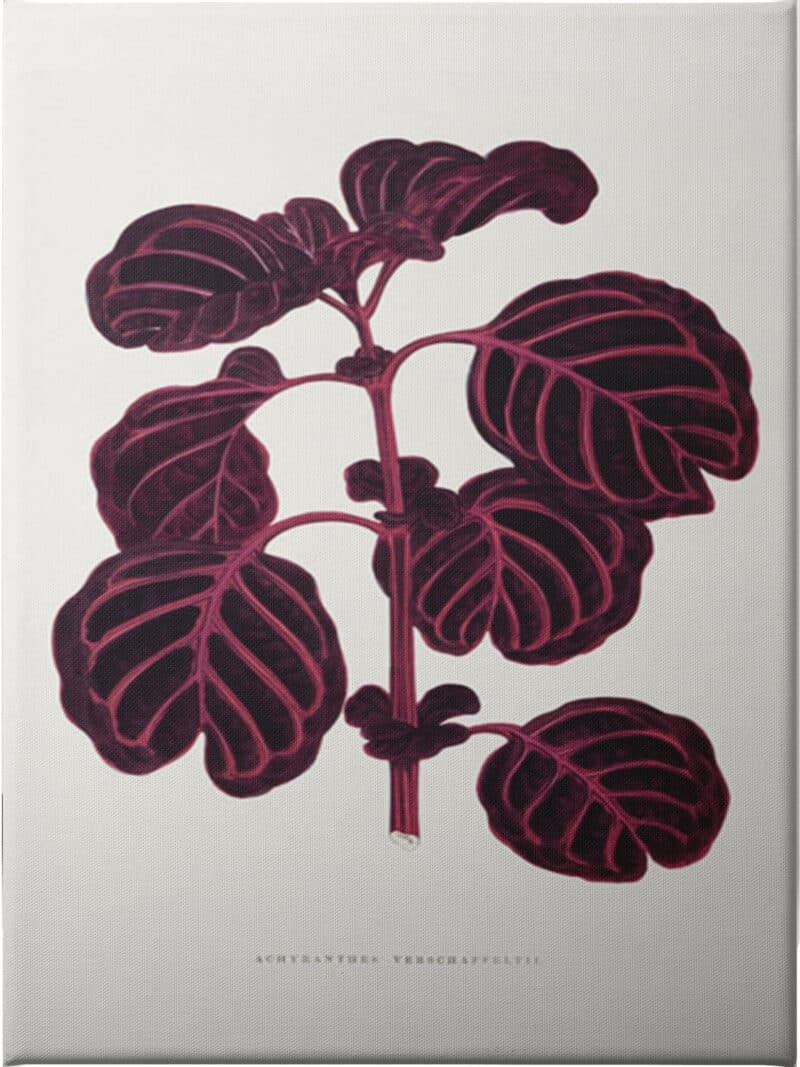 Pink Achyranthes Verschaffeltii Leaf - Unframed Canvas Unframed Canvas