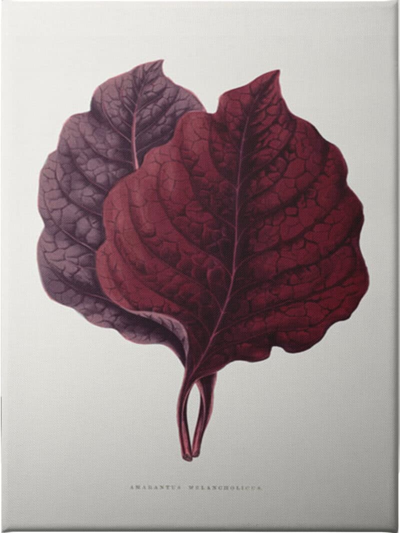 Pink Amarantus Leaf - Unframed Canvas Unframed Canvas