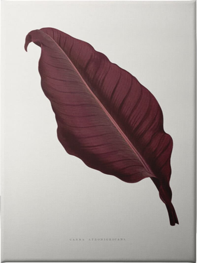 Pink Canna Atronigricans Leaf - Unframed Canvas Unframed Canvas