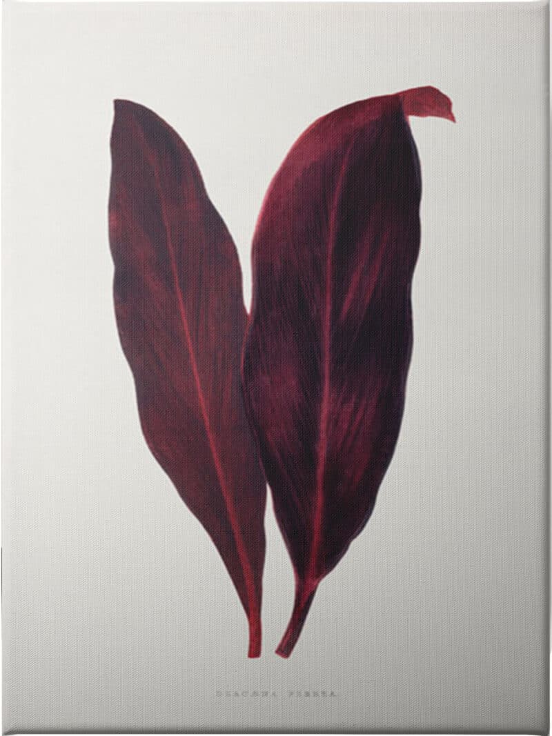 Pink Dracaena Ferrea Leaf - Unframed Canvas Unframed Canvas