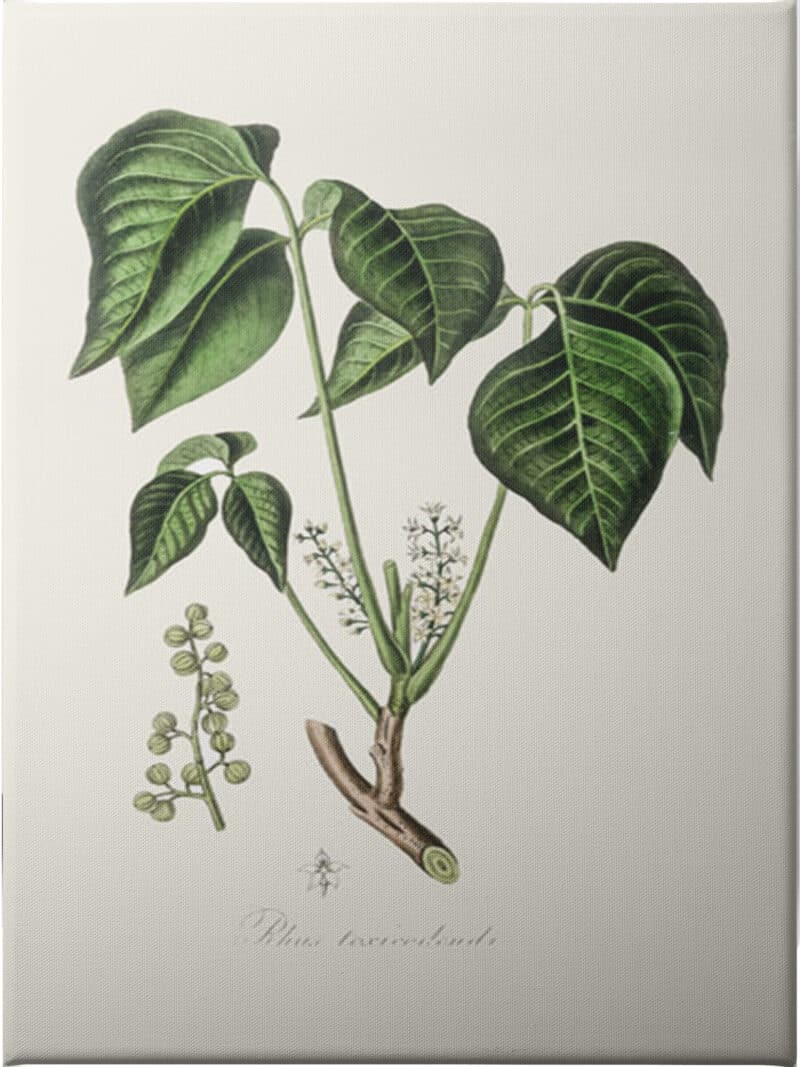 Poison Ivy (rhus Toxicodendron) Medical Botany - Unframed Canvas Unframed Canvas