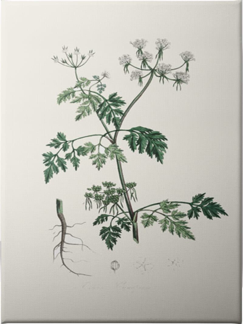 Poison Parsley (aethusa Cynapium) Medical Botany - Unframed Canvas Unframed Canvas