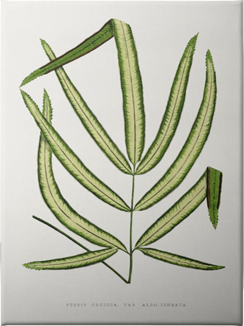 Pteris Cretica Leaf - Unframed Canvas Unframed Canvas