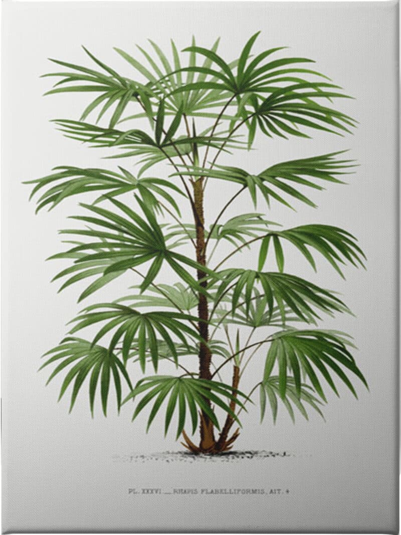 Rhapis - Unframed Canvas Unframed Canvas