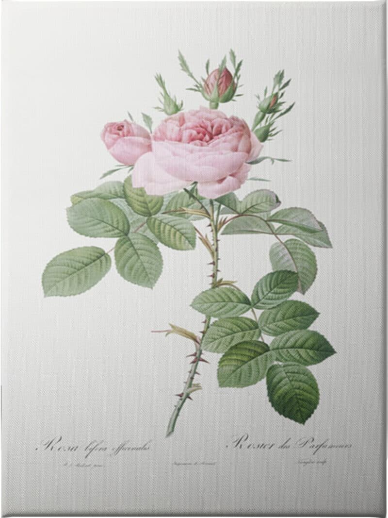 Rosa Bifera Officinalis II - Unframed Canvas Unframed Canvas