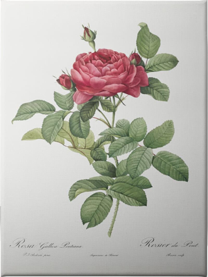 Rosa Gallica Pontiana I - Unframed Canvas Unframed Canvas