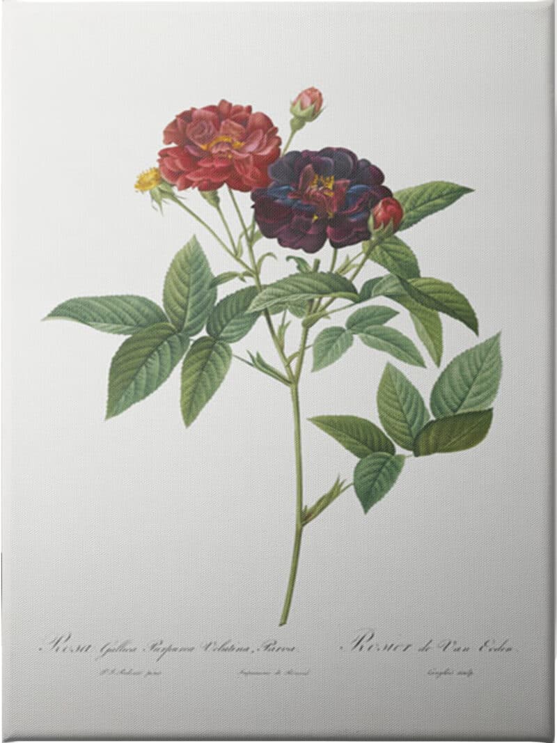 Rose of Van Eeden - Unframed Canvas Unframed Canvas