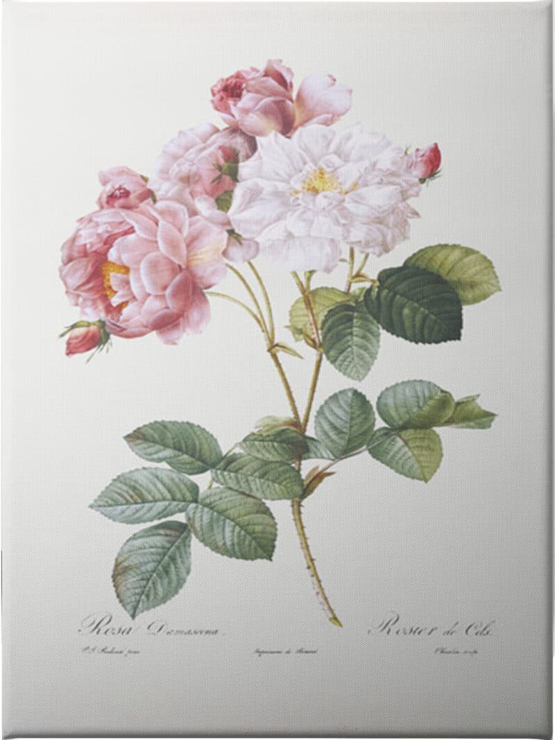 Rosebush - Unframed Canvas Unframed Canvas