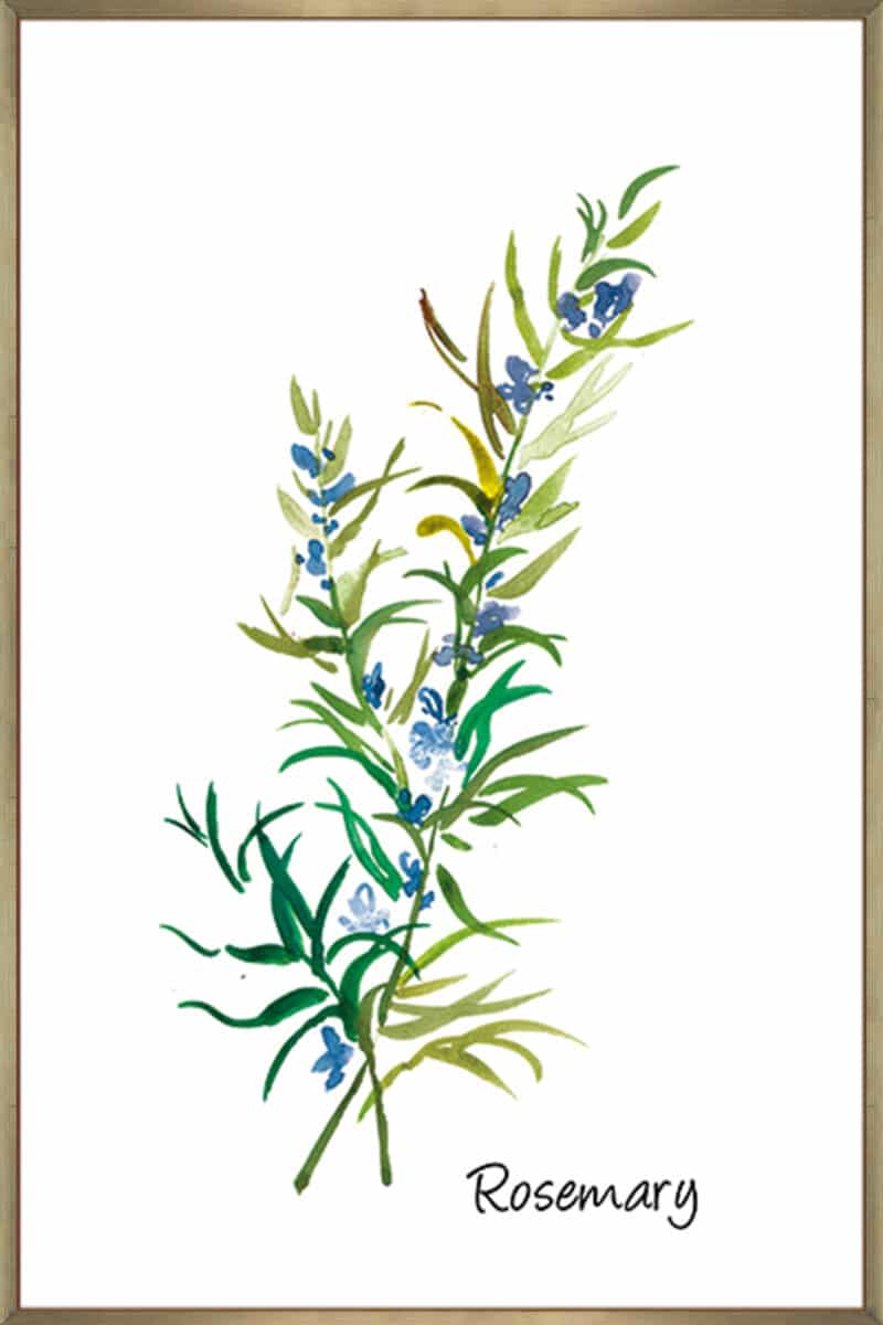 Rosemary II - Canvas Gallery Champagne