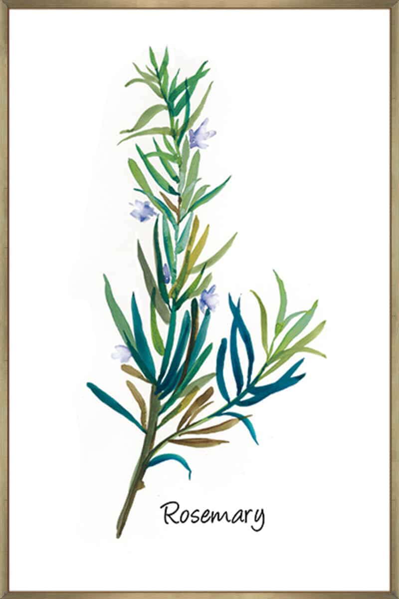 Rosemary I - Canvas Gallery Champagne