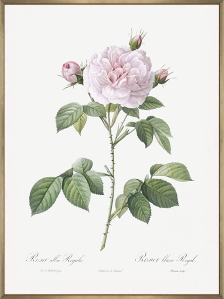 Royal White Rose - Canvas - La Grolla